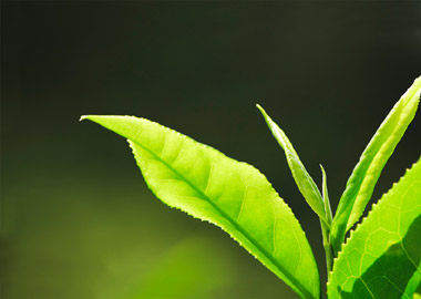 Photo: Green leaves